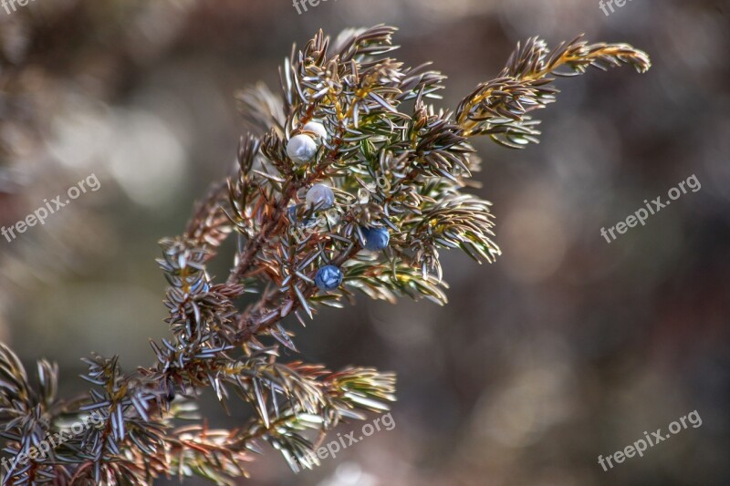 Canada Berry Ice Winter Frost