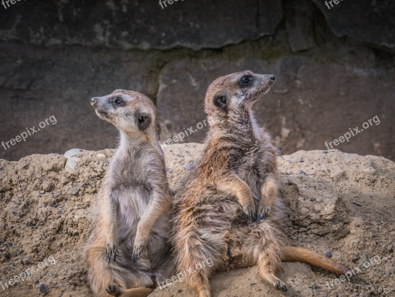 Meerkat Animals Animal World Cute Mammal