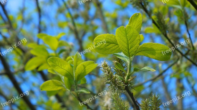 Nature Plants Young Leaflet Twigs