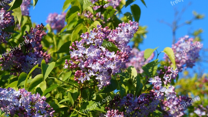 Nature Plants Violet Flowers Without