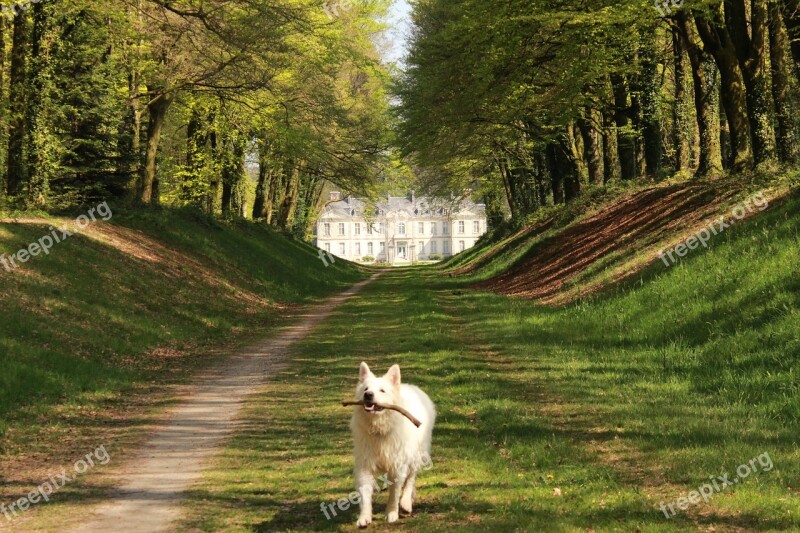 Dog Swiss White Shepherd Animals Animal Mammal