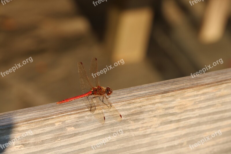 Dragonfly Lake Insect Nature Water