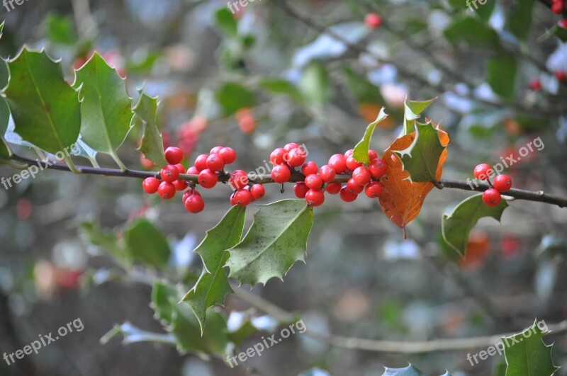 Holly Bay Nature Fruit Red