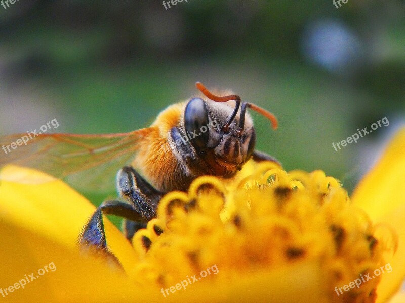 Bee Pollen Pollination Nectar Flower