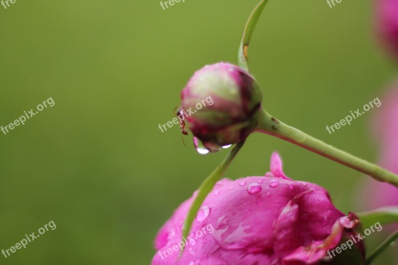 Flower Floral Spring Blossom Pink