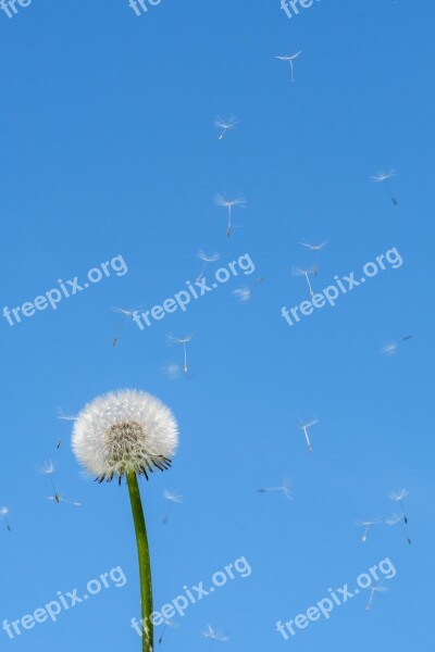 Dandelion Spring Seeds Flower Plant