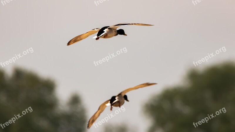 Bird Flying Ducks Nature Free Photos