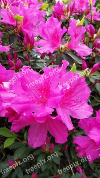 Pink Azalea Spring Flowers Nature