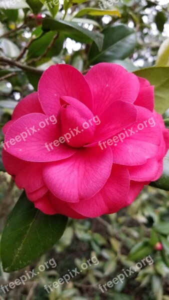 Flower Pink Bloom Camellia Free Photos