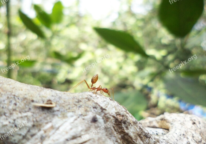 Ant Landscape Green Nature Forest