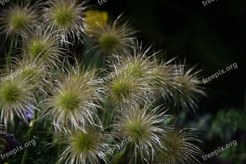 Pasque Flower Odkvetlý Spring Pulsatilla Vulgaris