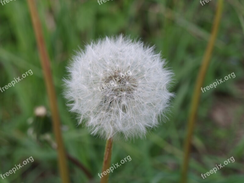 Dandelion Garden Meadow Field Spring