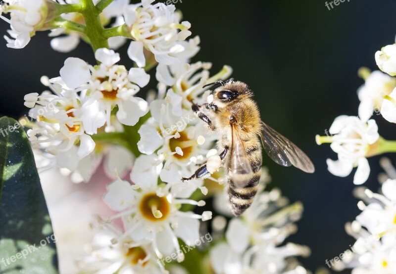 Bee Insect Flower Nectar Macro