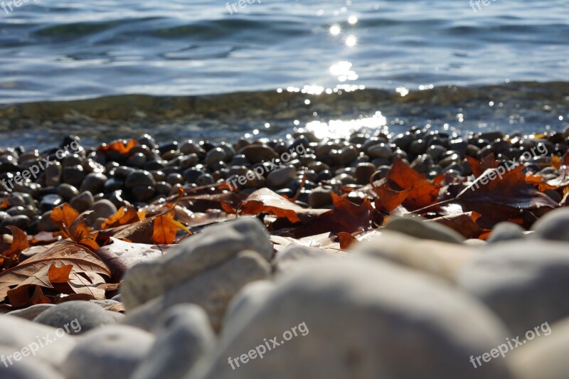 Lake Pebble Leaves Fall Wave