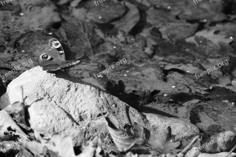 Butterfly Black White Insect Nature Pond