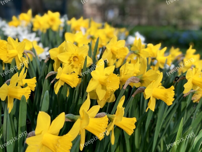 Daffodil Flower Spring Plant Bloom