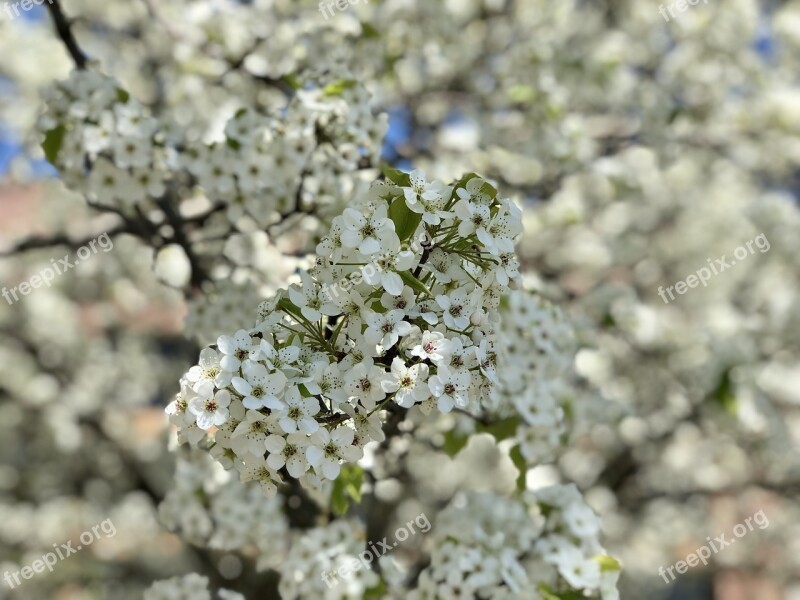 Spring Bloom Colorful Blooming Nature