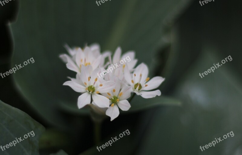 Triteleia Laxa Brodiaea Plant Spring Flowers