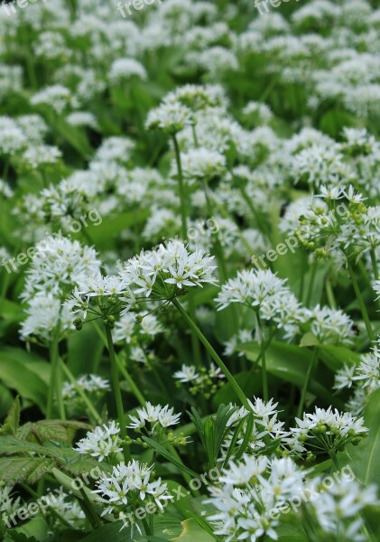 Garlic Chives Flowers White Nature Allium