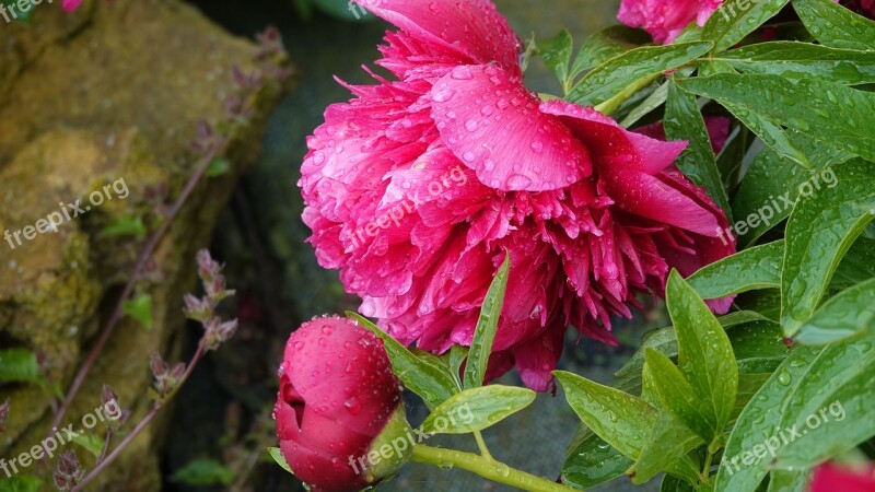 Peony Open Garden Nature Herb