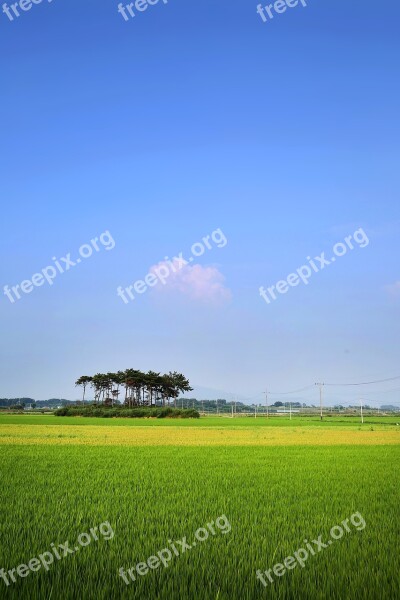 Rice Paddies Ch Rural Landscape Field