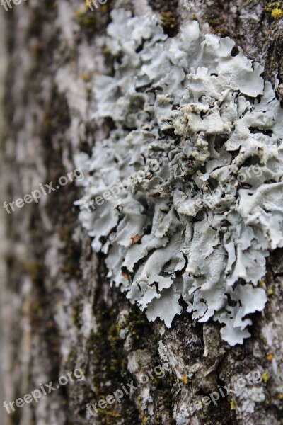 Lichen Tree Bark Nature Forest