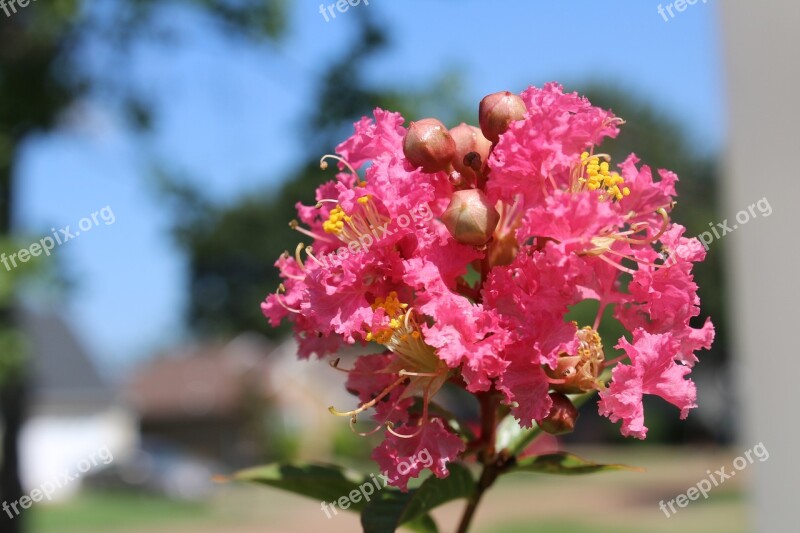 Crepe Myrtle Flowers Pink Garden Plant