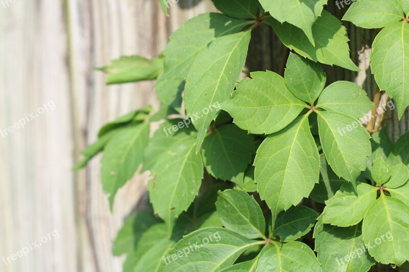 Virginia Creeper Ivy Vine Plant Creeper