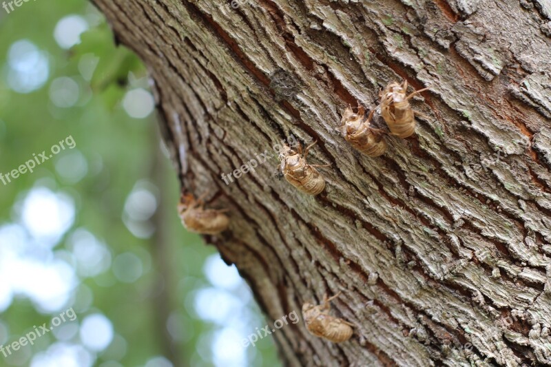 Cicada Insect Cicada Shell Bug Nature