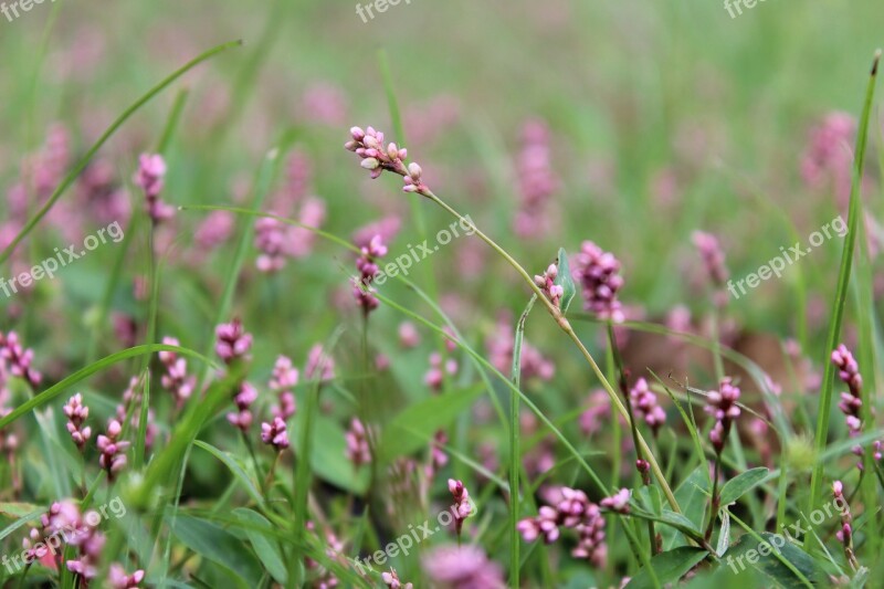 Knotweed Smartweed Wildflower Plant Pink