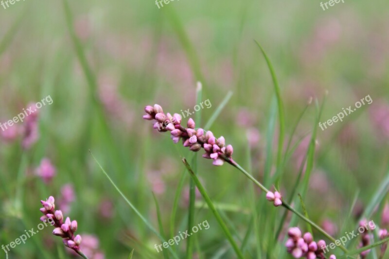 Knotweed Smartweed Wildflower Plant Pink