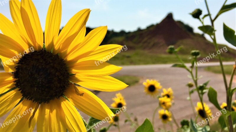 Sunflower Sunflowers Bloom Yellow Summer