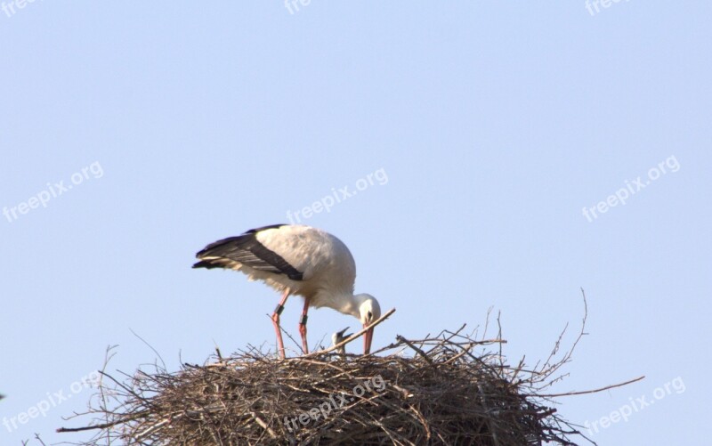 Brood Care Stork Adebar Rattle Stork Nest