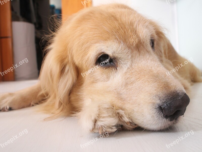 Dog Brazil Golden Golden Retriever Cute