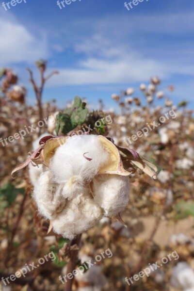 Cotton Cotton Flower Cotton Field Blue Sky Public Record