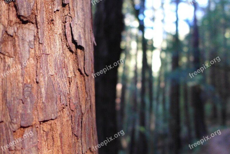 Sequoia Bark Tribe Powerful Wood