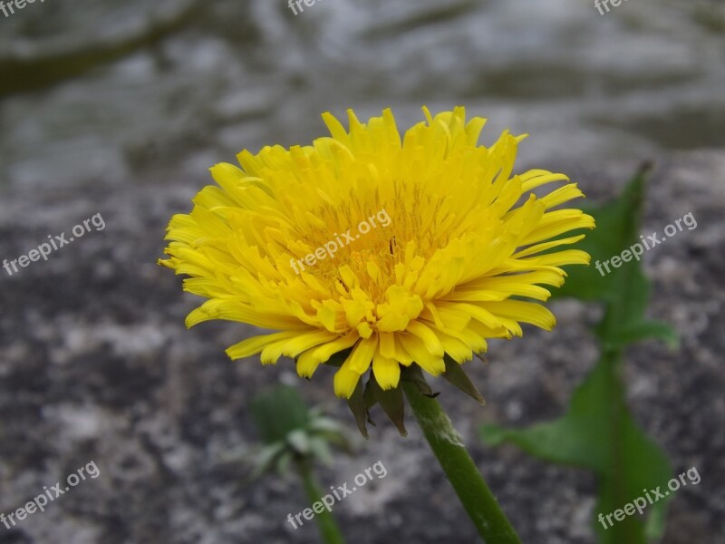 Dandelion Flower Nature Yellow Free Photos