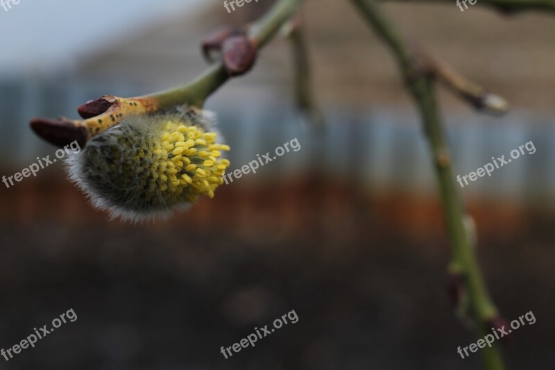 весна верба Spring Verba Nature