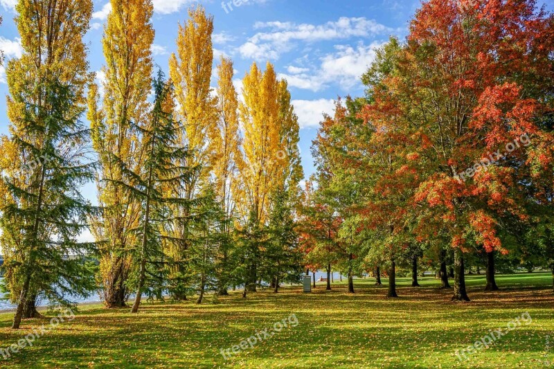 Autumn Leaves Colorful Fall Trees