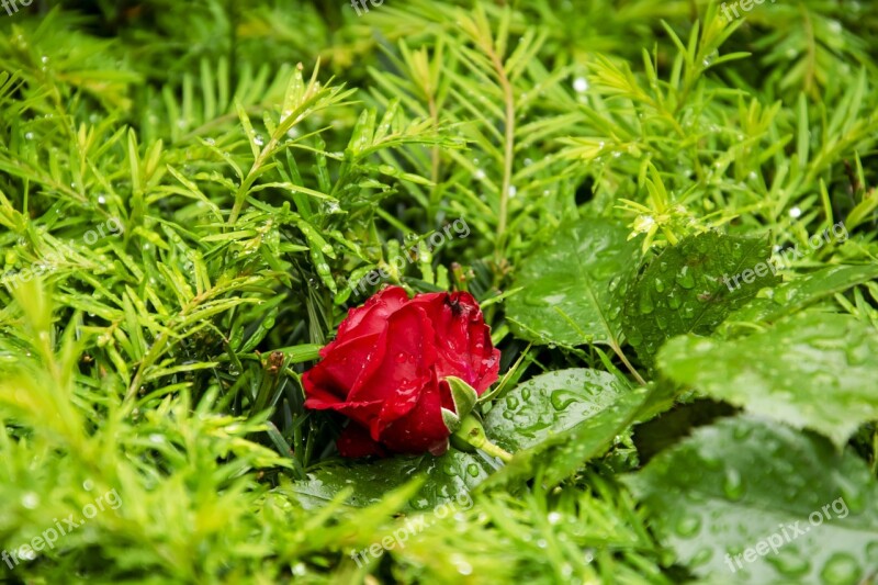 Red Rose Rose Flower The Petals Floral