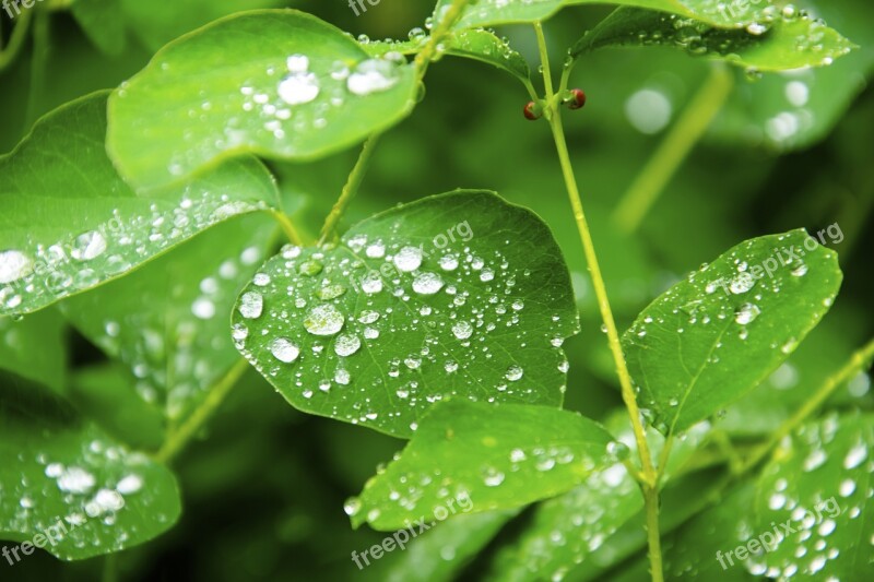 Rosa Morning Nature Forest Foliage