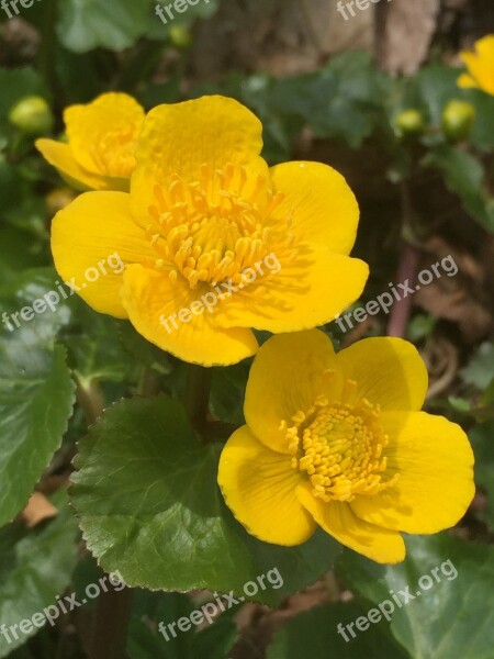 Caltha Palustris Yellow Nature Spring Marsh Plant