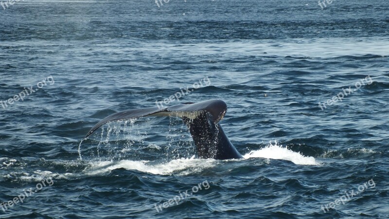 Whale Humpback Tail Sea Water