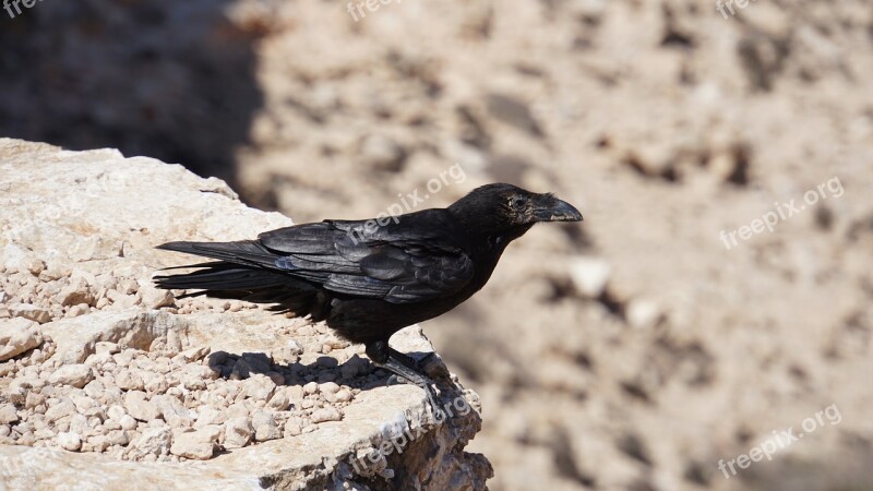 Raven Crow Bird Animal Black