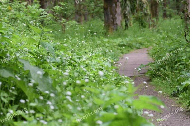 Hiking Walk Forest Path Landscape