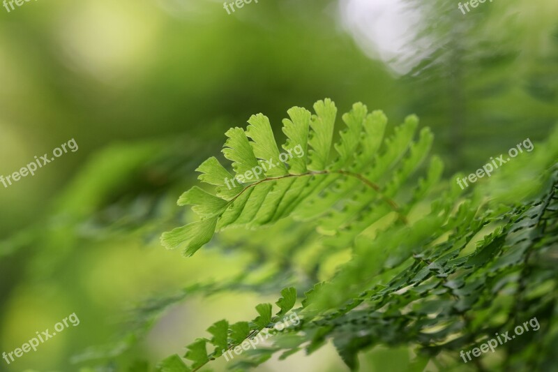 Boating Green Plants Forest Garden