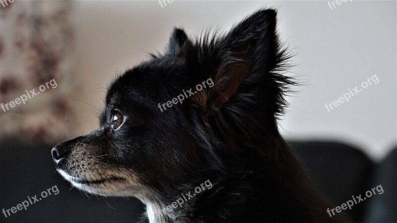 Long Hair Chihuahua Dog Small Sweet Cute