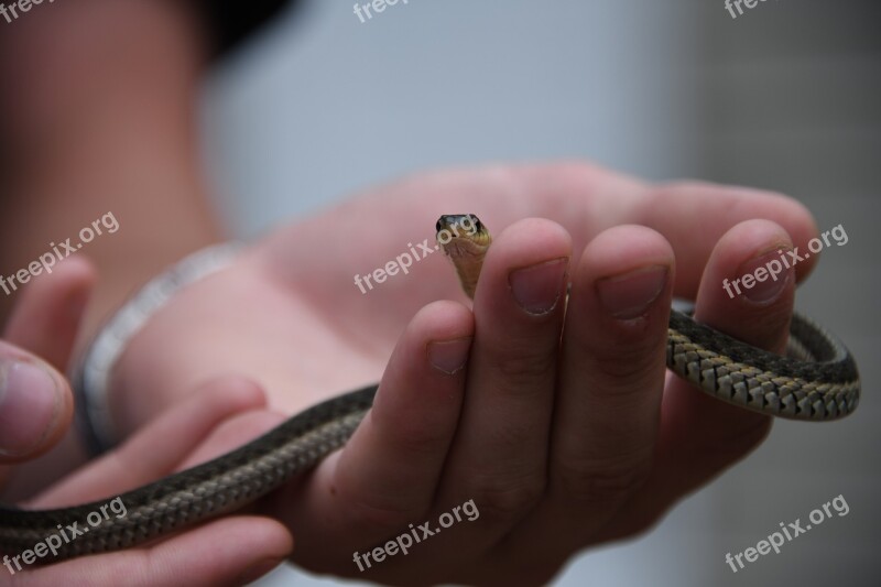 Snake Small Fear Phobia Free Photos