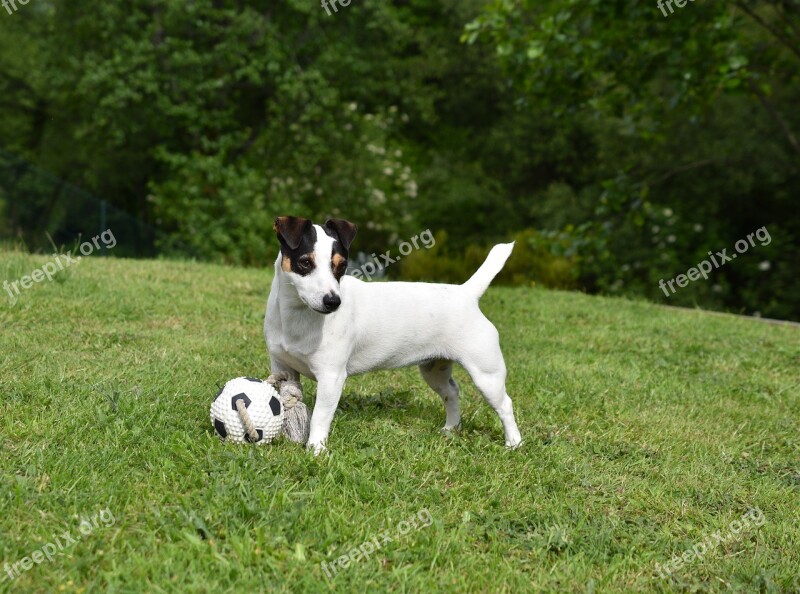 Dog Jack Russel Animal Terrier Cute