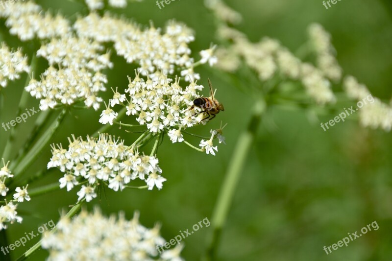 Flowers White Bee Nature Plants